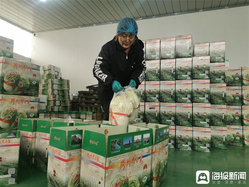 膠州大白菜蹲點記③丨品牌突圍記 從田間地頭到網(wǎng)絡(luò)爆款，一棵白菜的數(shù)字化“出圈”之路